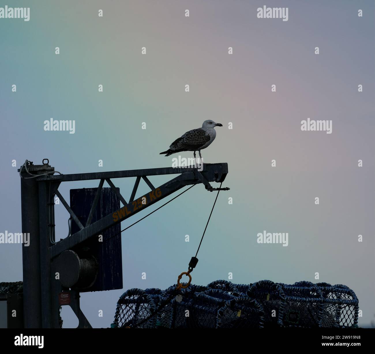 Gull am Hafenkran, Silhouette gegen Regenbogenhimmel. Stockfoto