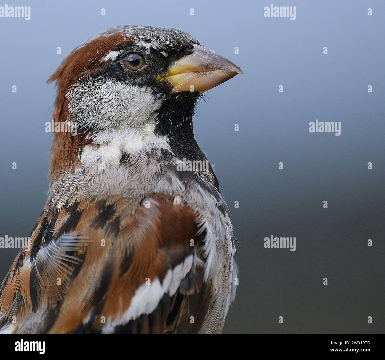 Der Hausspatz ist ein Vogel der Spatzenfamilie Passeridae, die in den meisten Teilen der Welt zu finden ist. Es handelt sich um einen kleinen Vogel mit einer typischen Länge von 16 cm Stockfoto