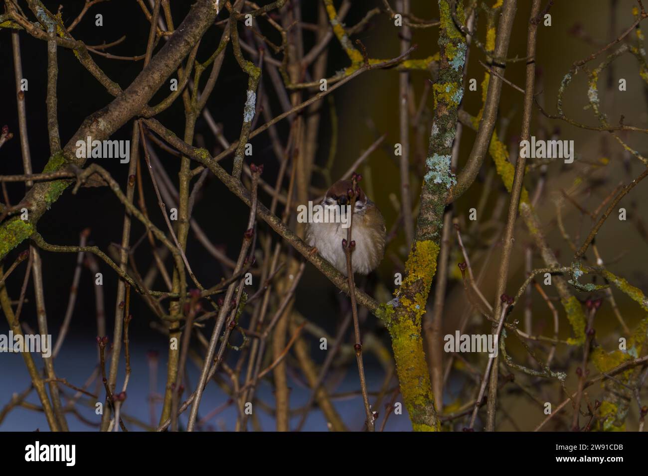 Passer montanus Familie Passeridae Gattung Passer Eurasischer Baumspatzen Deutscher Spatzen Stockfoto