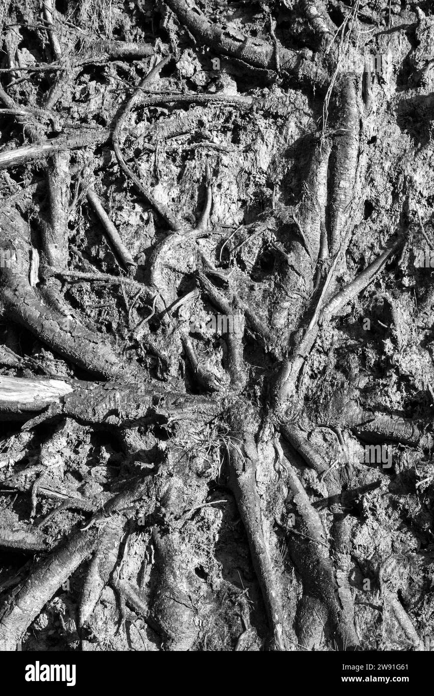 Das Netzwerk einer Baumwurzel spiegelt digitale Verbindungen wider, verwoben Komplexität, die natürliche Kräfte und technologische Wurzeln überbrückt. Stockfoto