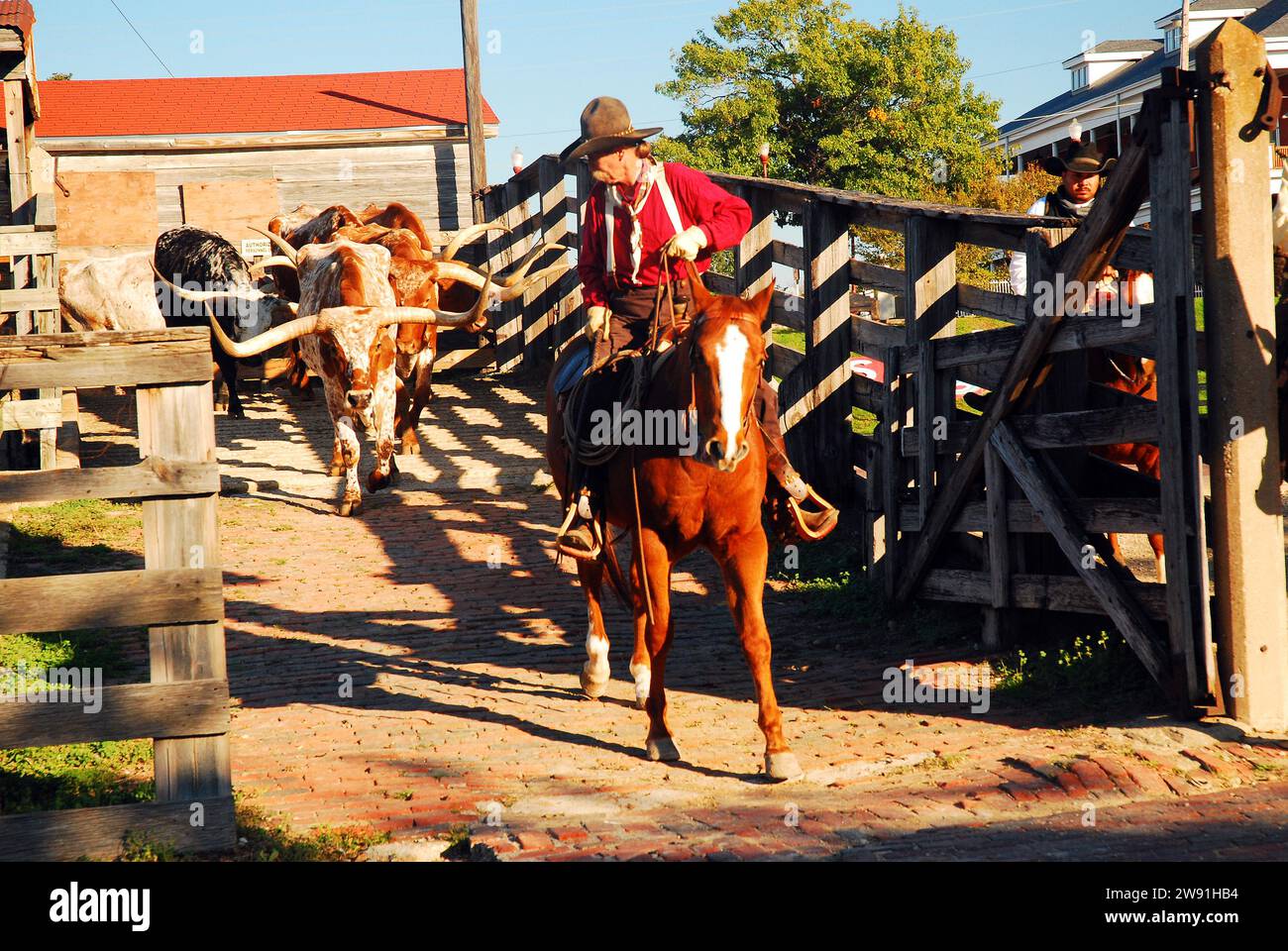 Ein Cowboy führt Texas Longhorns aus ihren Buchten während der täglichen Viehfahrt in Fort Worth, Texas Stockfoto