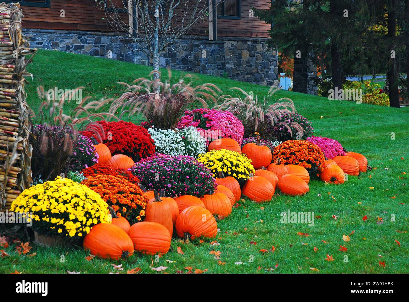 Eine Herbstpräsentation zeigt farbenfrohe Mütter, Kürbisse und Maisstiele an einem ganztägigen Aufenthalt in New England Stockfoto