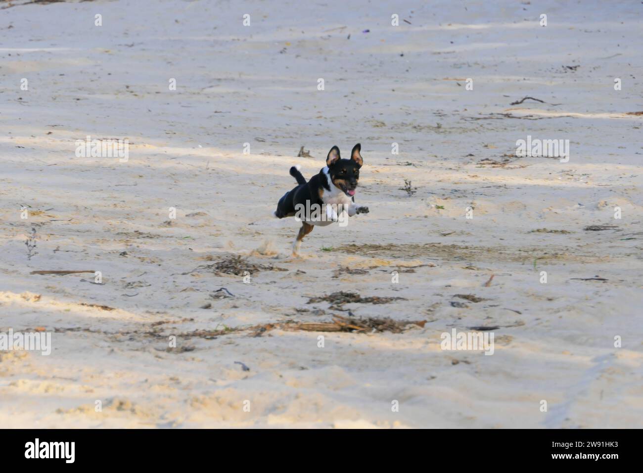 Hunde der Rasse Jack Russell Terrier laufen auf dem Sand. Stockfoto