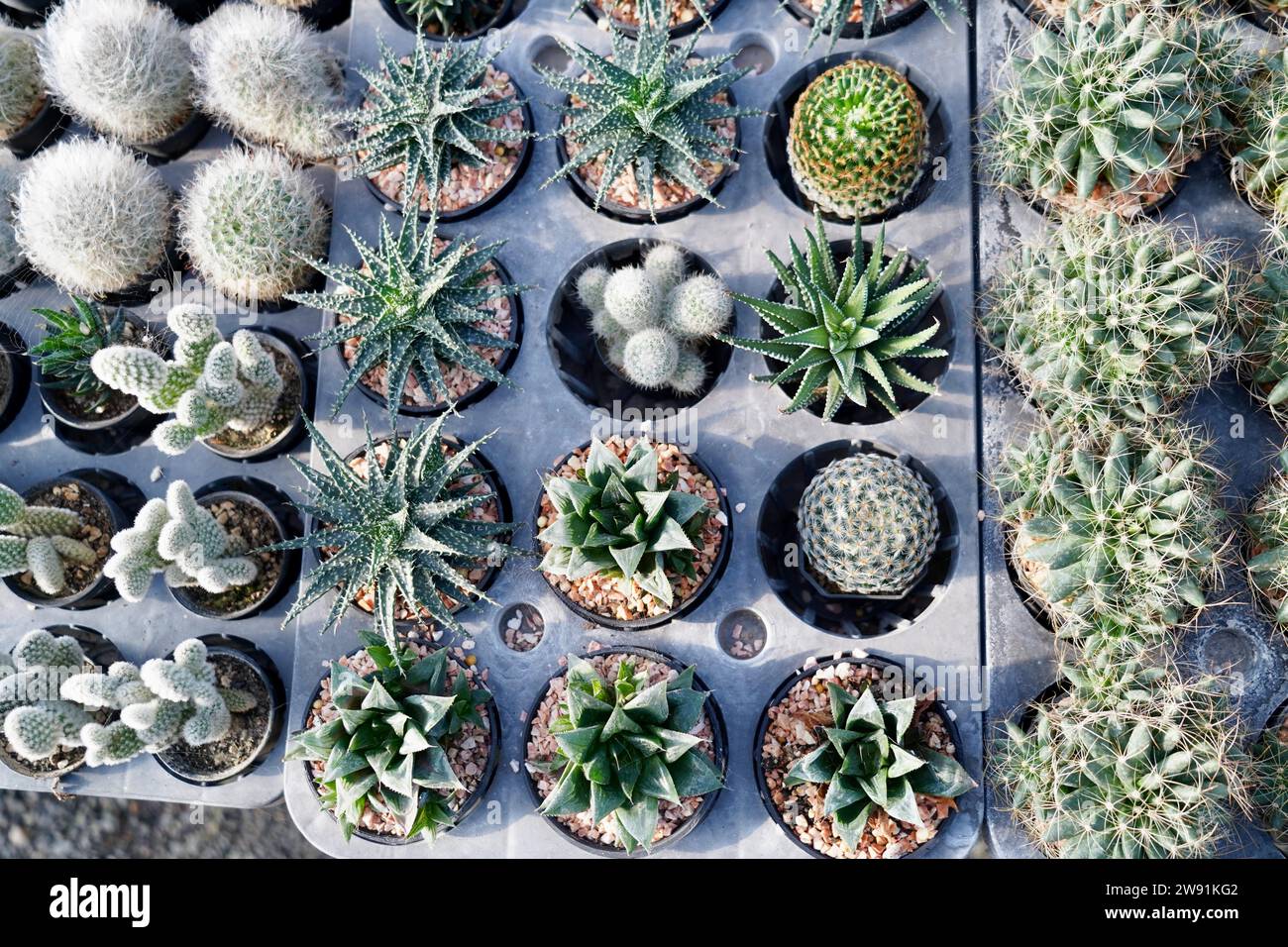Kakteen-Gartenpflanze mit Kakteen, die im Herbst im Freien verkauft werden, verschiedene Kaktusarten in einem Topf mit kleinen Kies. Gegossene Kaktussorte auf A Stockfoto