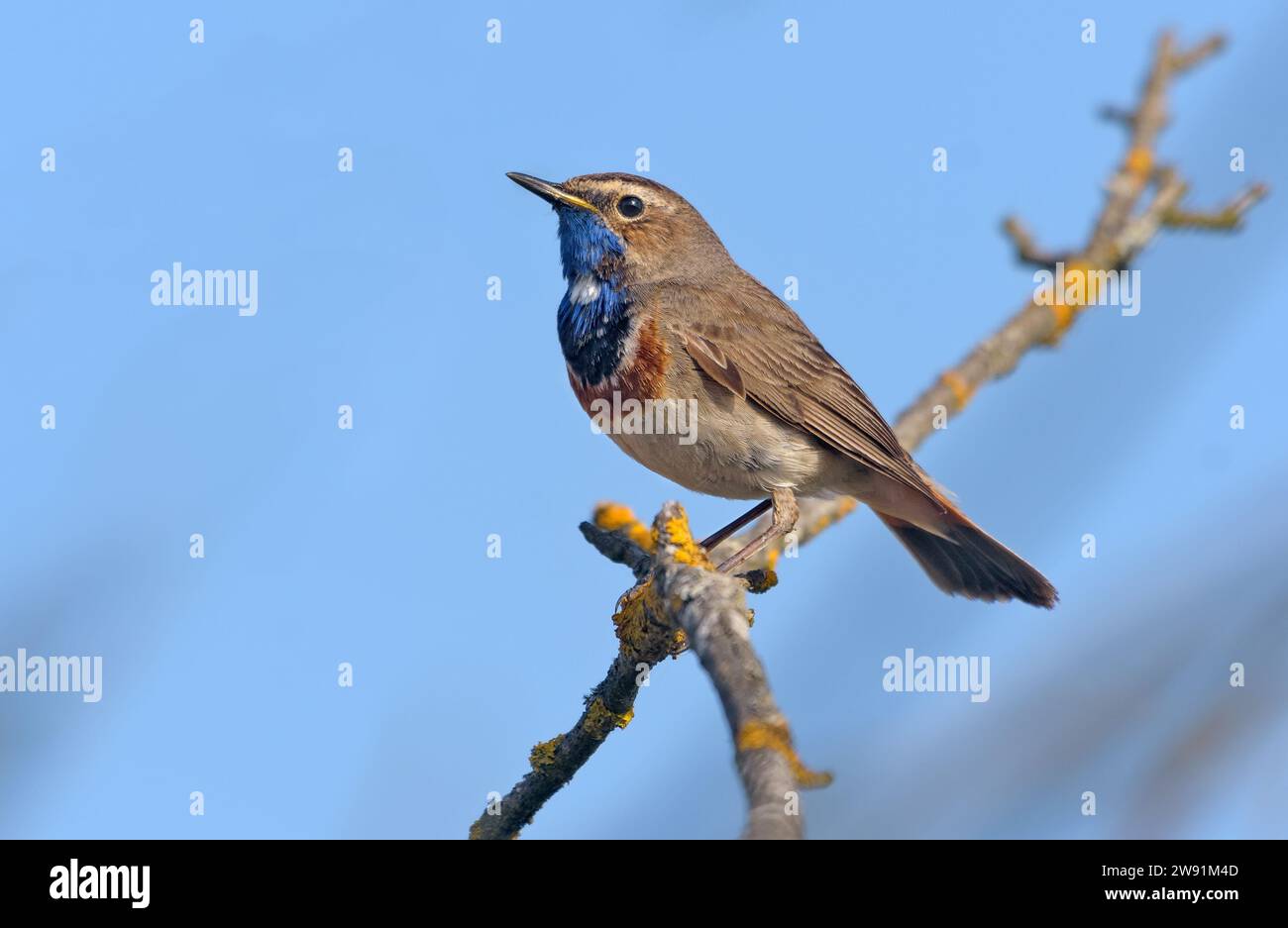Männlicher Bluethroat (Luscinia svecica) posiert auf winzigem Ast über blauem Himmel während des Singen Stockfoto
