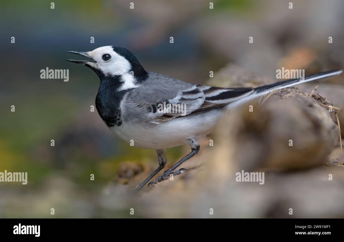 Fröhlicher männlicher Weißer Bachtail (Motacilla alba) posiert in der Nähe eines Teichs, während er sein Liebeslied singt Stockfoto