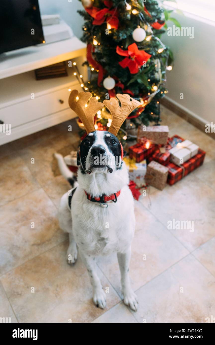Ein Hund trägt ein Rentier-Stirnband und sitzt zu Hause in der Nähe des Weihnachtsbaums Stockfoto