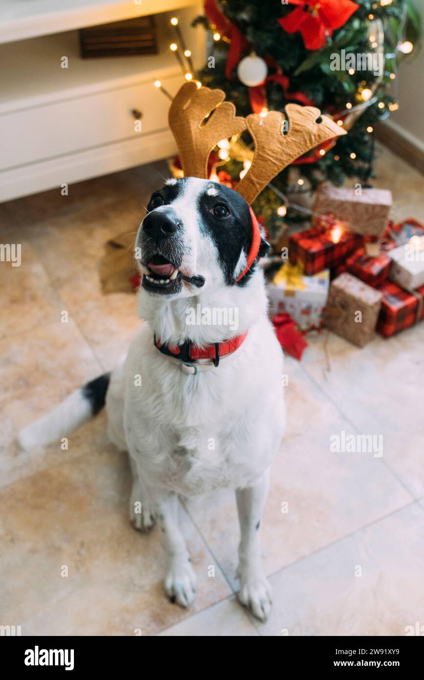 Gehorsamer Hund mit Rentier-Stirnband in der Nähe des Weihnachtsbaums zu Hause Stockfoto