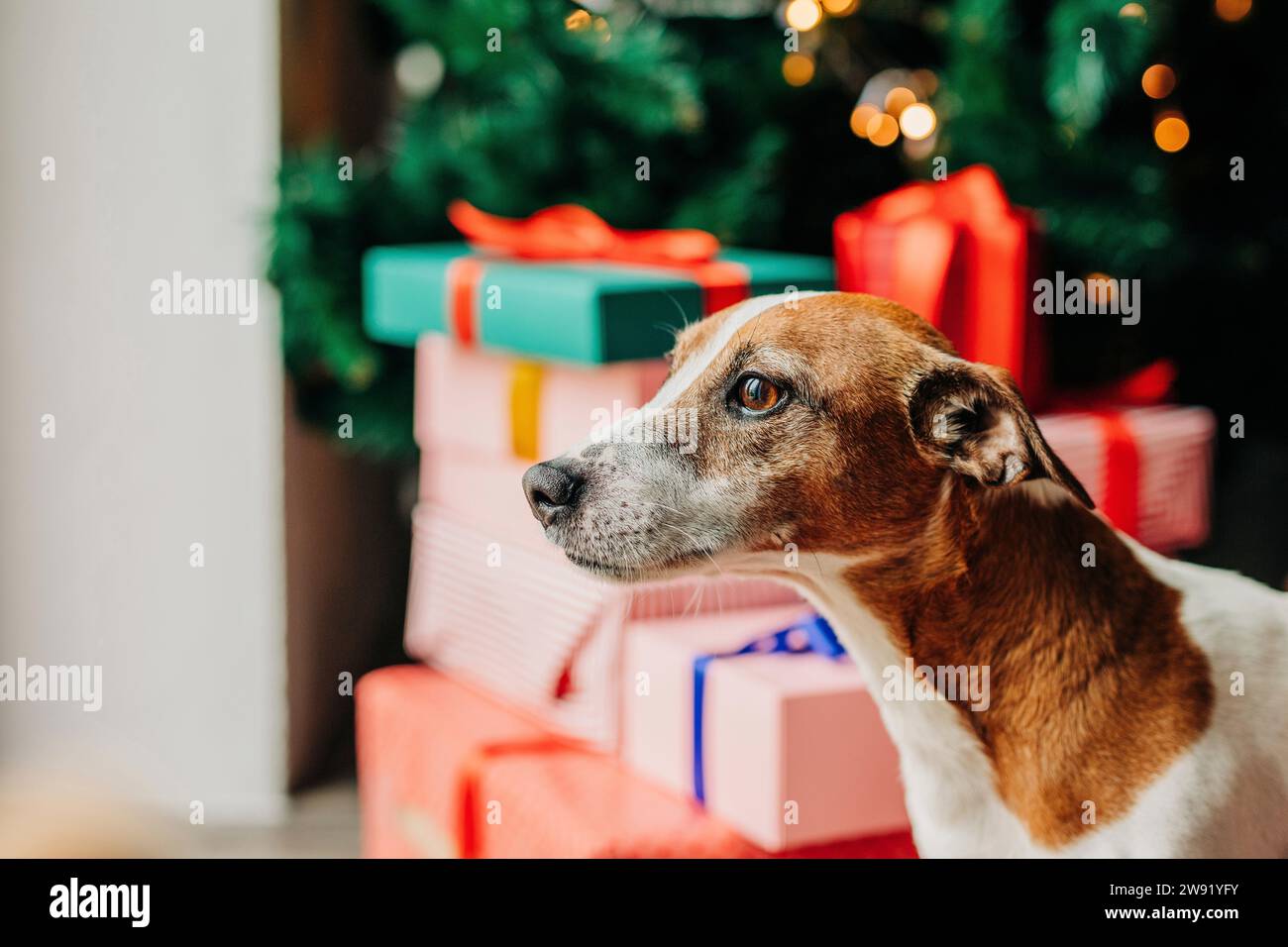 Jack Russell Terrier Hund in der Nähe von Geschenkboxen zu Weihnachten zu Hause Stockfoto