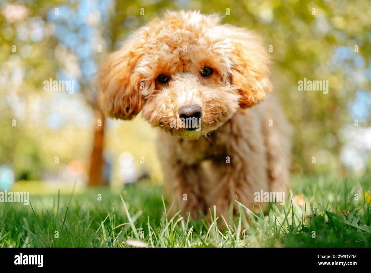 Brauner Pudelhund auf Gras im Park Stockfoto