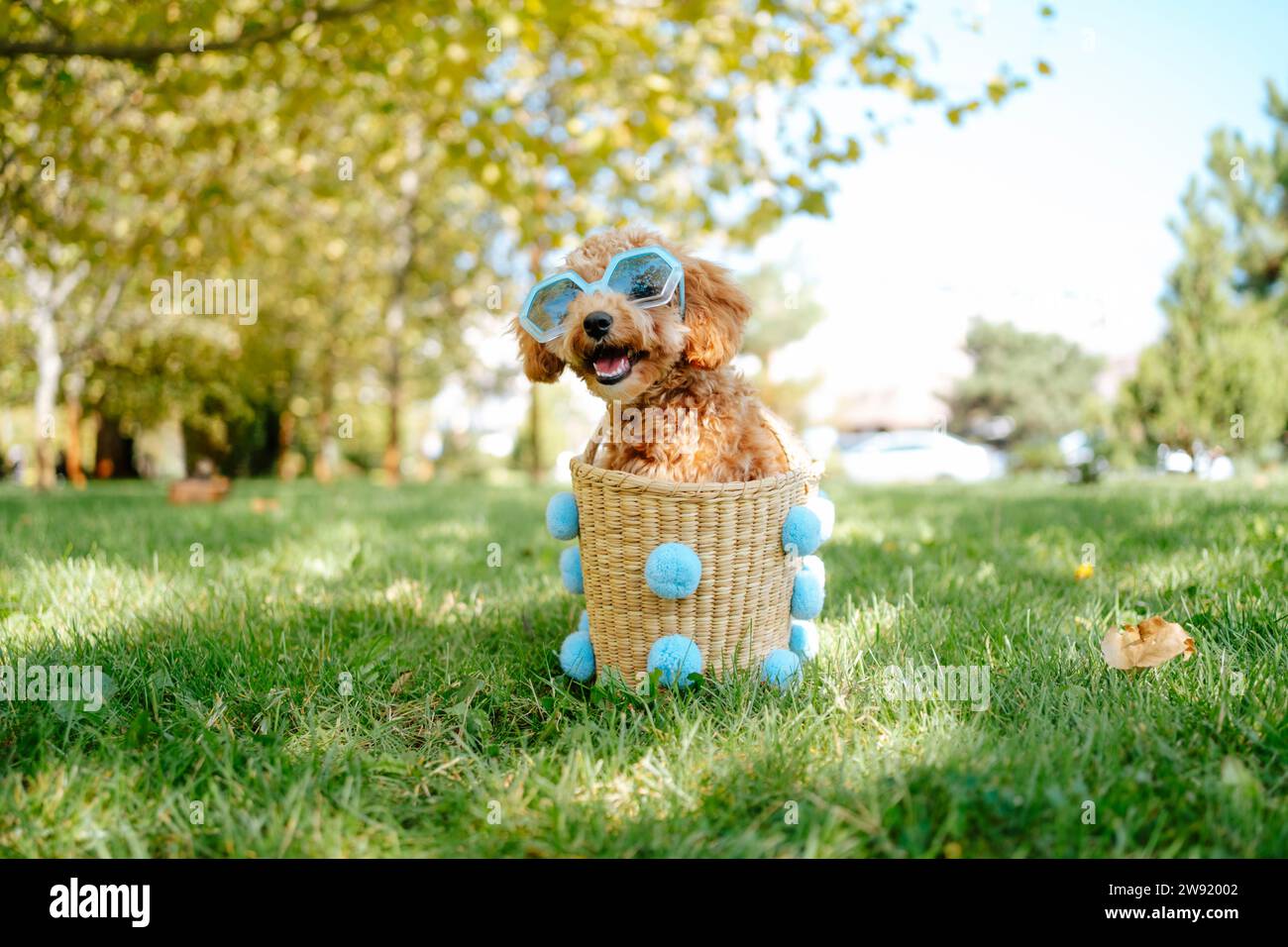 Pudelhund mit Sonnenbrille im Korb auf Gras im Herbstpark Stockfoto