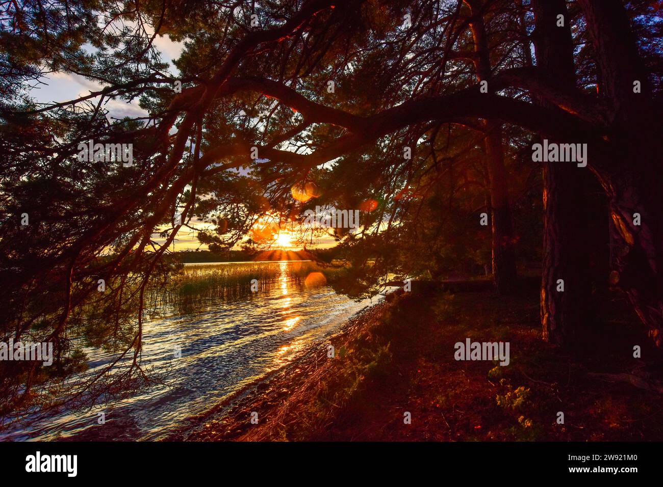 Schweden, Gavleborg County, Hedesunda, bewaldeter Seeufer bei Sonnenuntergang Stockfoto