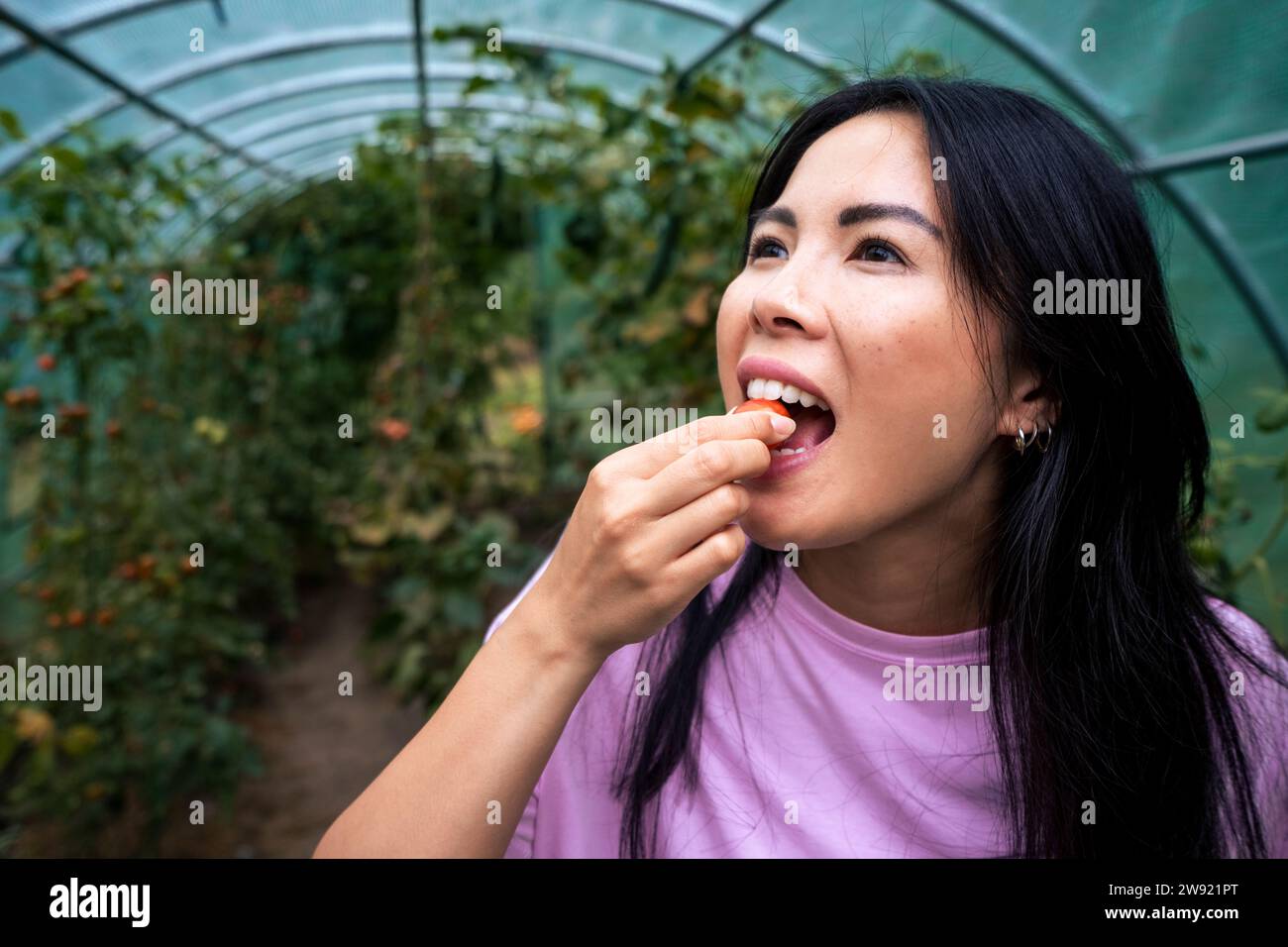 Frau isst Tomaten im Gewächshaus Stockfoto