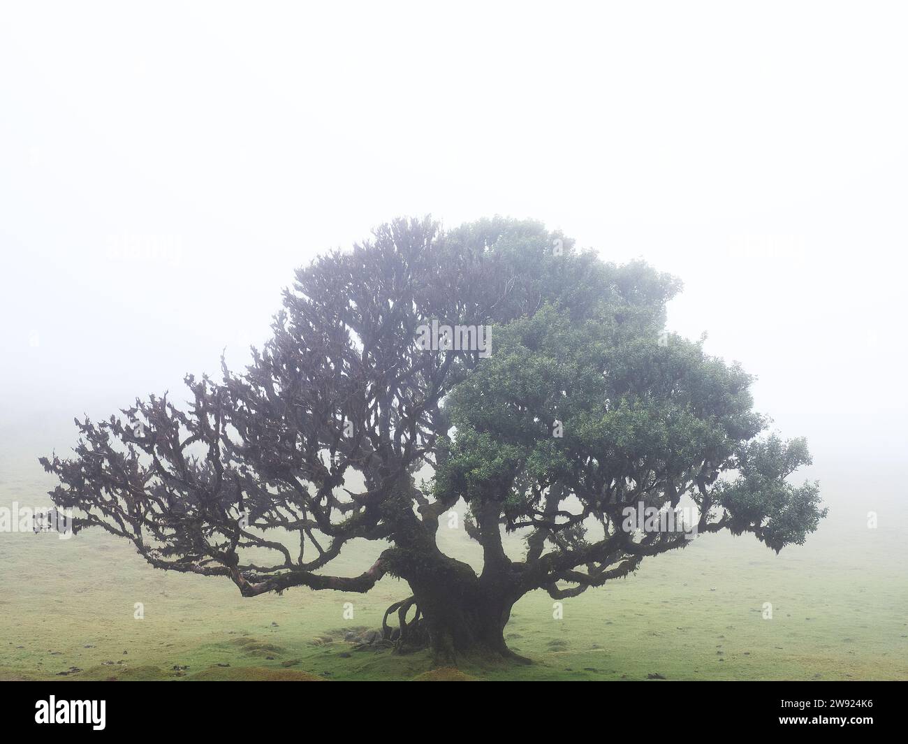 Portugal, Madeira, der alte Lorbeerbaum im Nebel Stockfoto