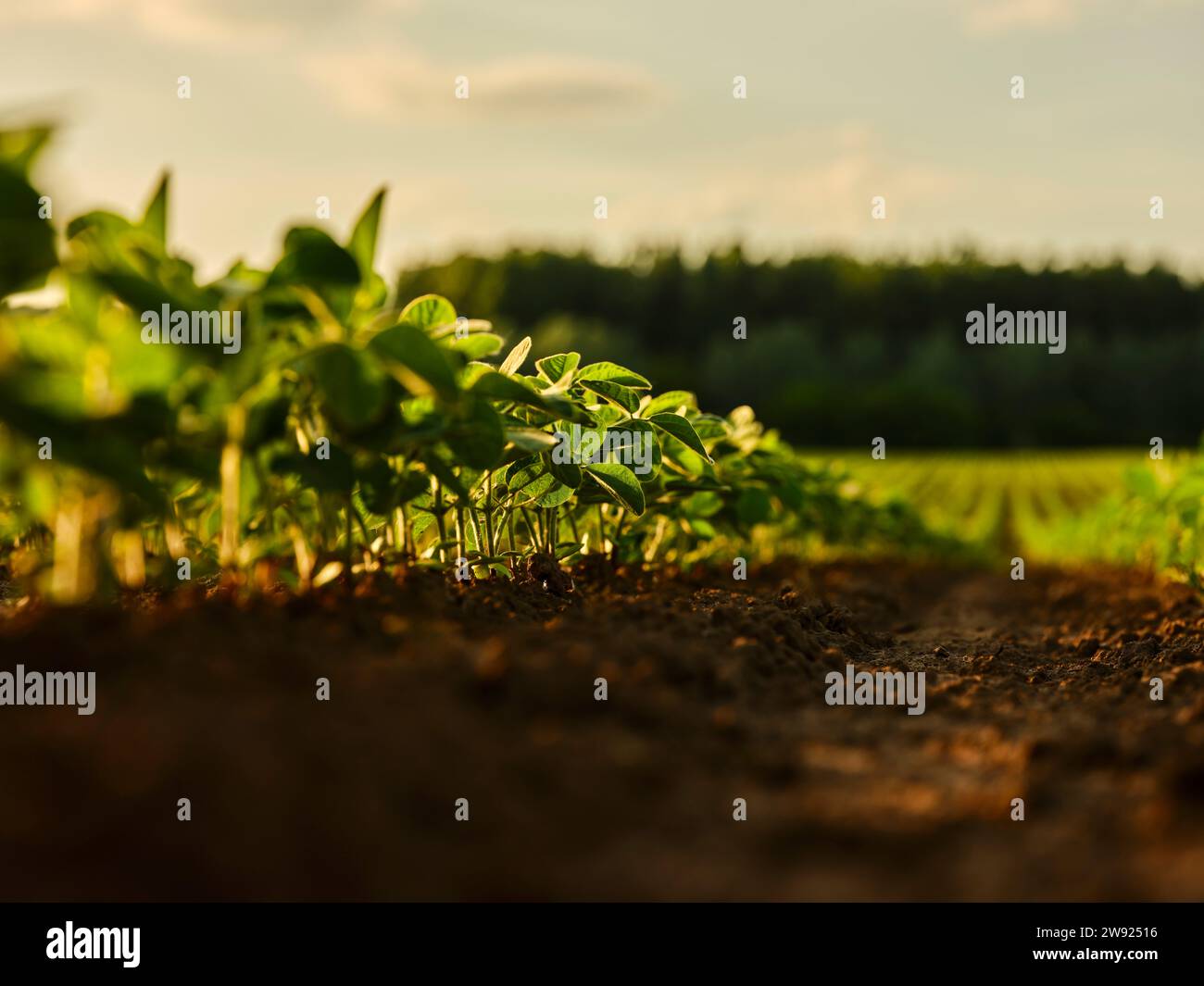 Serbien, Provinz Vojvodina, Oberflächenansicht des Sojabohnenanbaus im Feld Stockfoto
