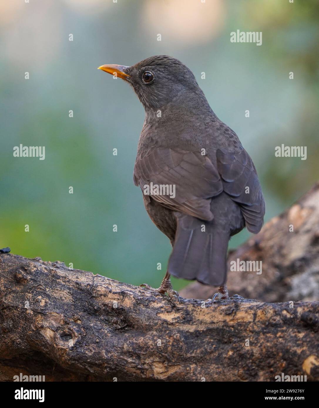 Amsel (Turdus merula) auf einem Ast, Spanien. Stockfoto