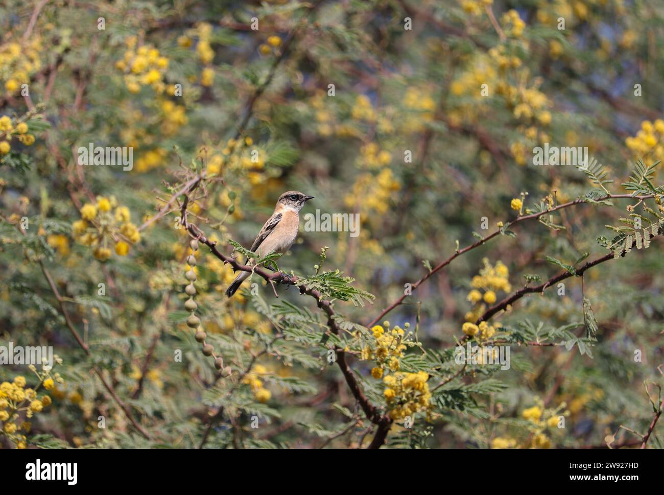 Schöner kleiner Vogel (Steinechat) auf Baum mit grünem Hintergrund Stockfoto