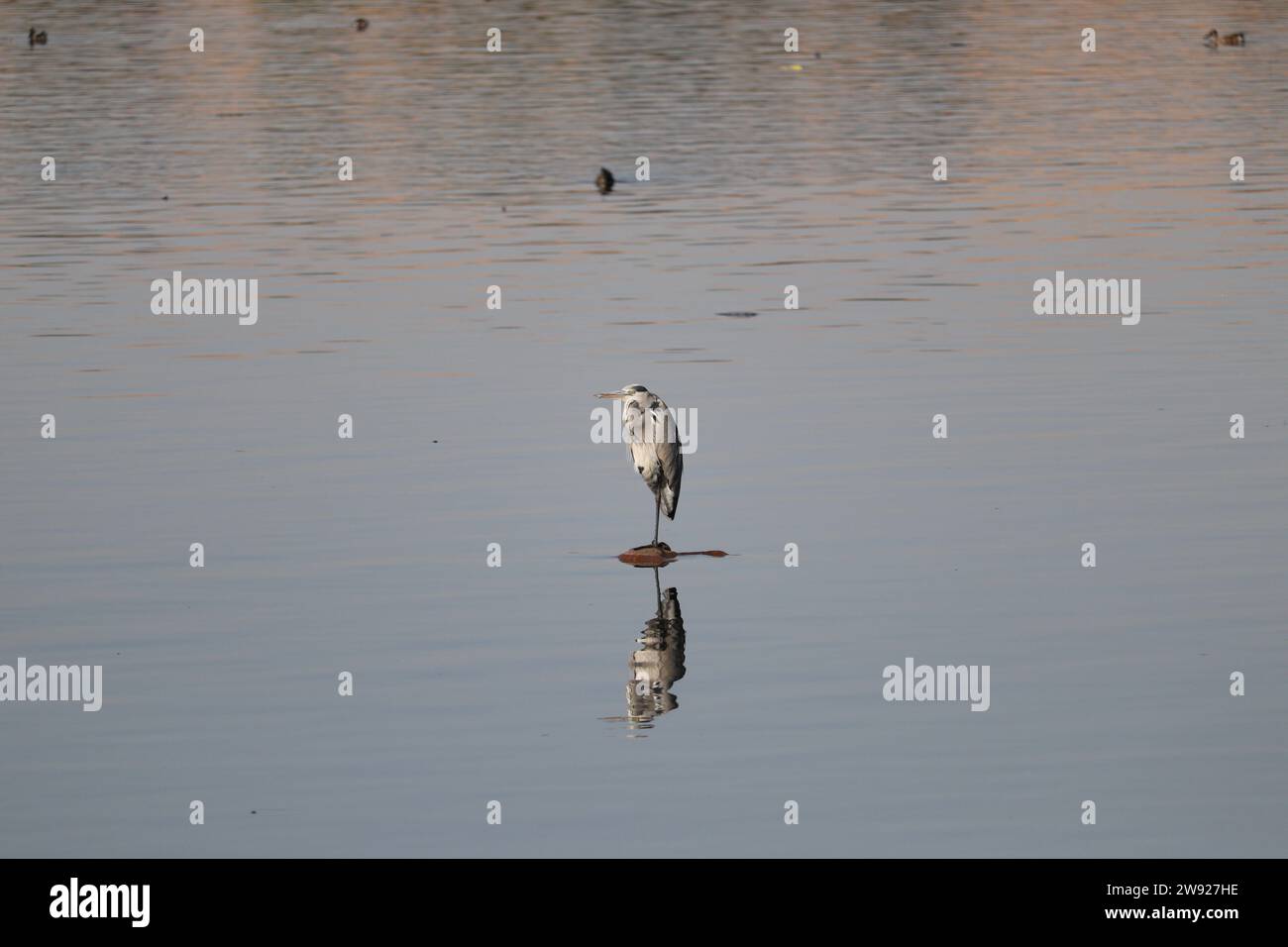 Wunderschöne Vögel auf dem Nil in Assuan, Ägypten Stockfoto