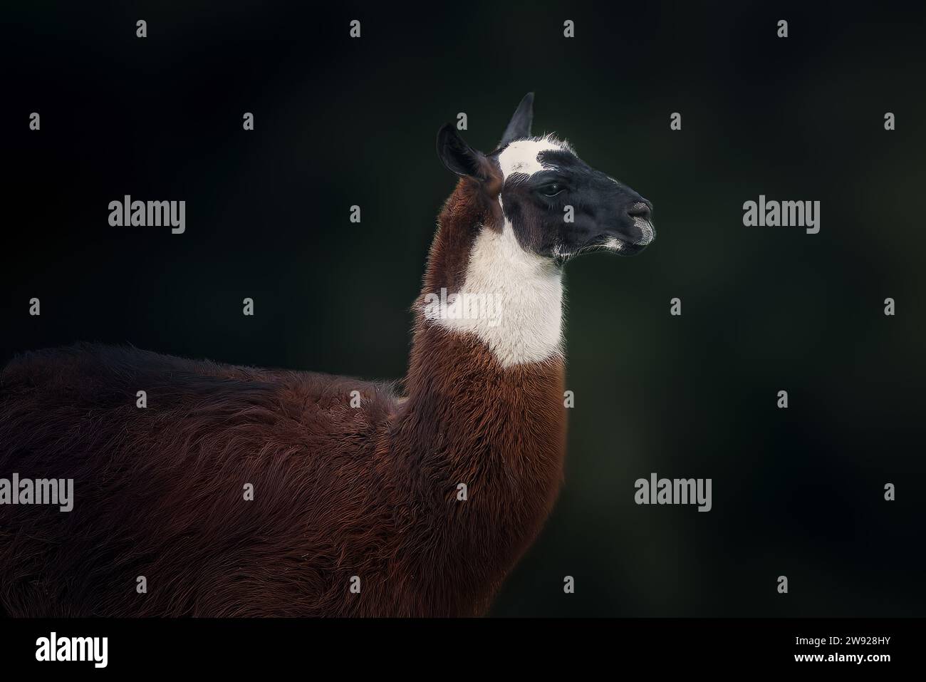 Lama (Lama glama) – südamerikanisches Kamelid Stockfoto