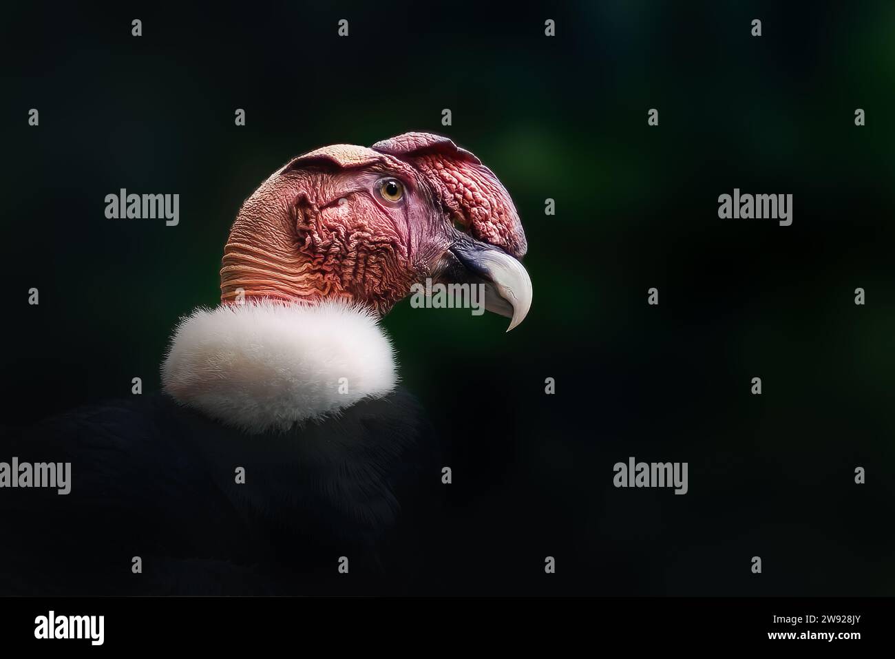 Andenkondor-Vogel (Vultur gryphus) Stockfoto