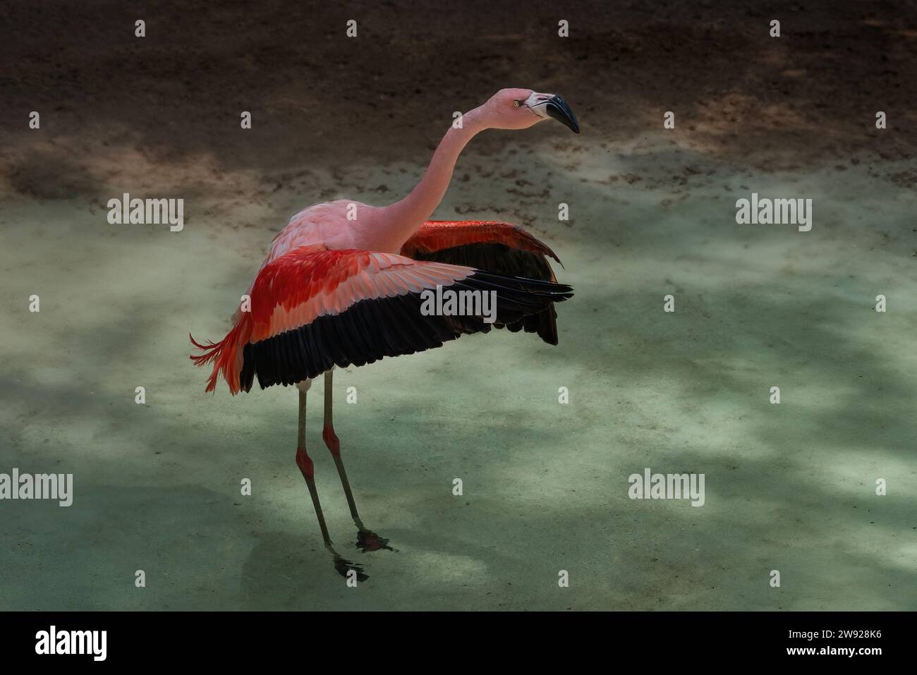 Chilenischer Flamingo flatternde Flügel (Phoenicopterus chilensis) Stockfoto