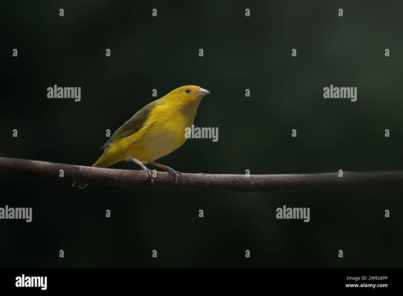 Männlicher Safranfinkenvogel (Sicalis flaveola) Stockfoto