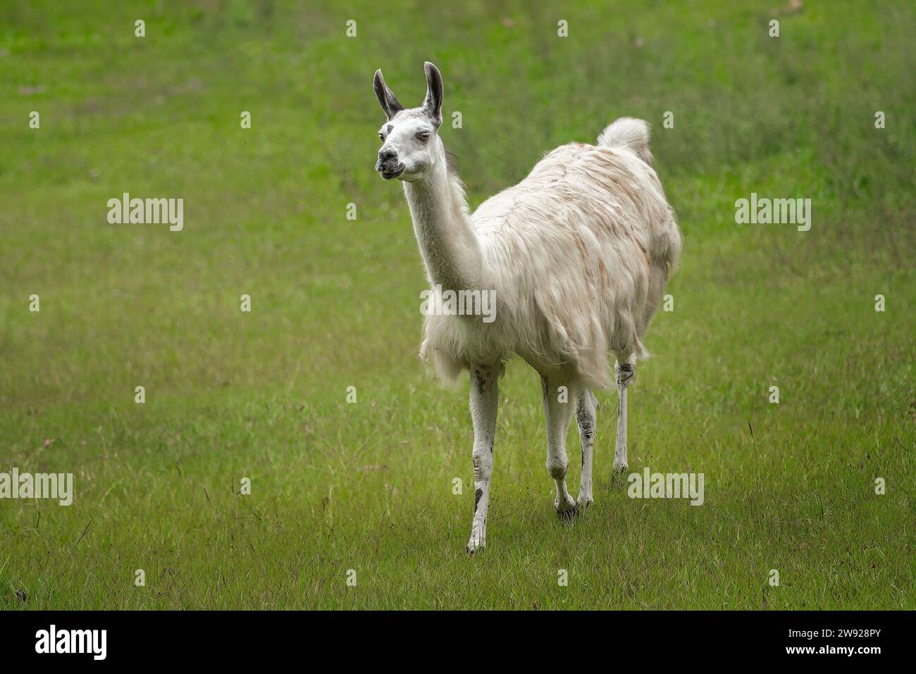 White Llama (Lama glama) – südamerikanisches Kamelid Stockfoto