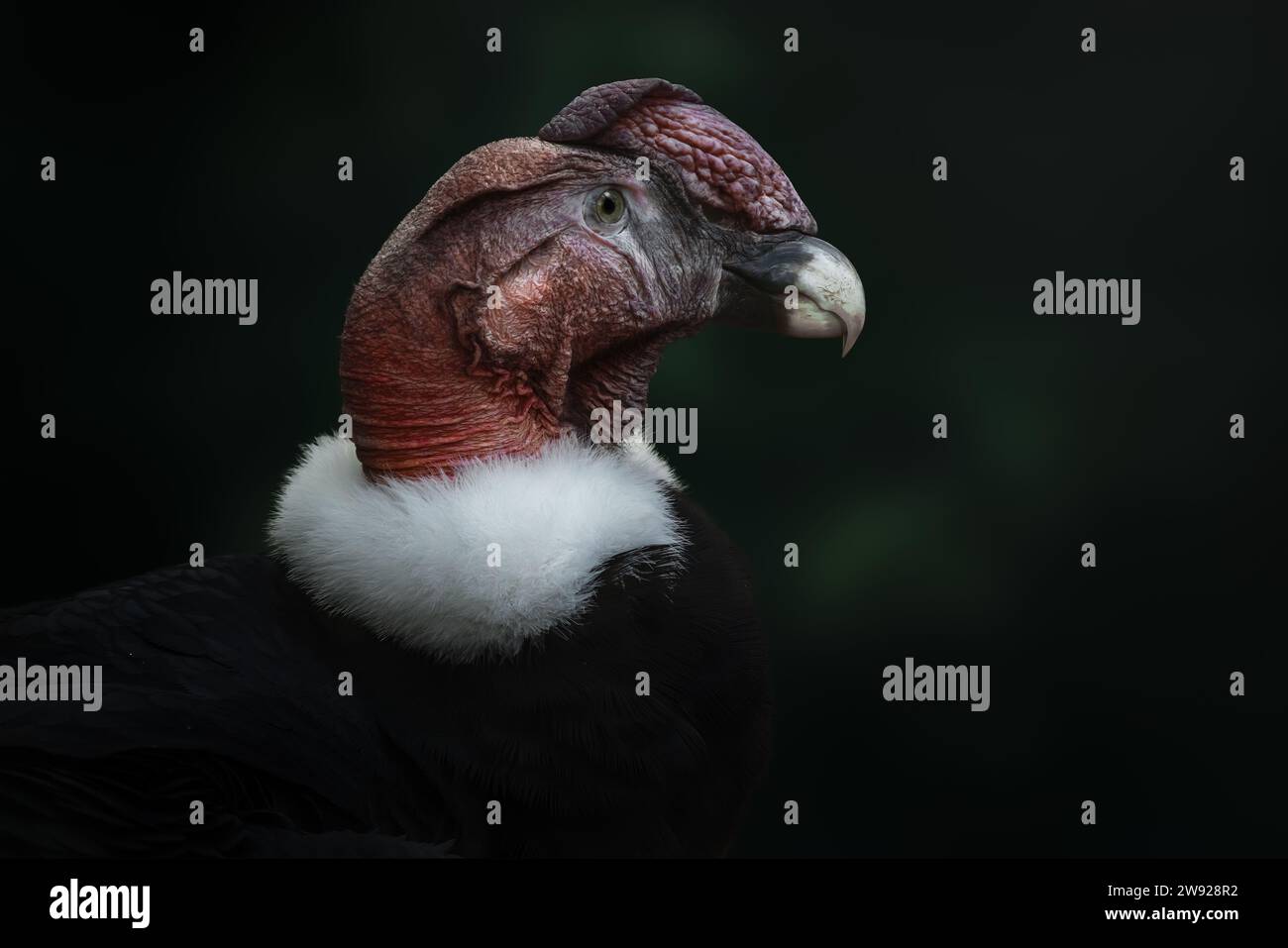 Andenkondor-Vogel (Vultur gryphus) Stockfoto