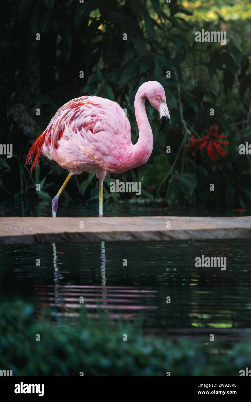 Chilenischer Flamingovogel (Phoenicopterus chilensis) Stockfoto