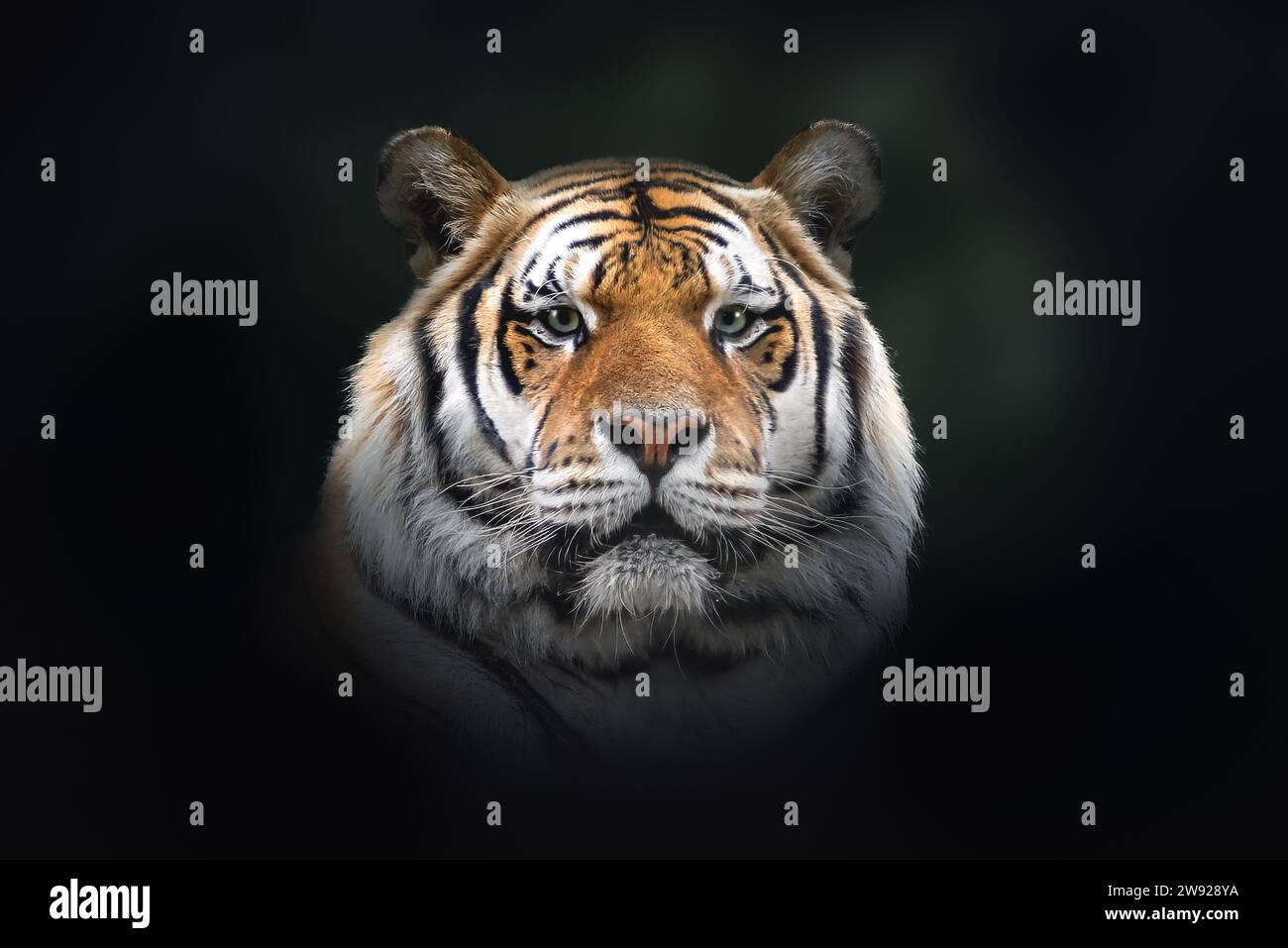 Sibirischer Tiger (Panthera tigris tigris) Stockfoto