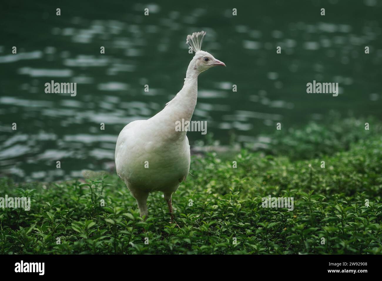 Weißer Peahen (Pavo cristatus) - Albino weiblicher Pfauz - Pfau Stockfoto