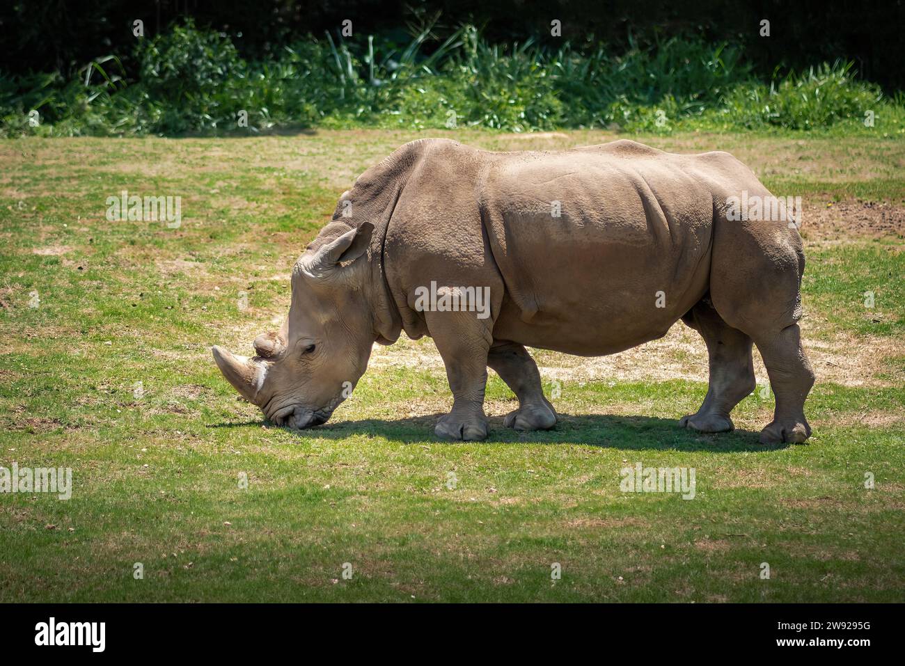 Wunderschönes weißes Rhinozeros (Ceratotherium simum) Stockfoto