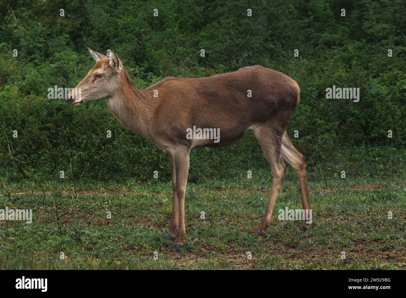 Weibliche Rothirsch (Cervus Elaphus) Stockfoto