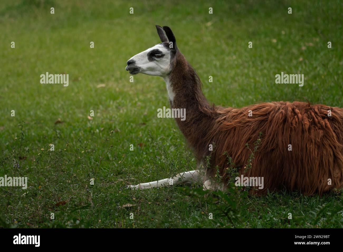 Lama (Lama glama) – südamerikanisches Kamelid Stockfoto