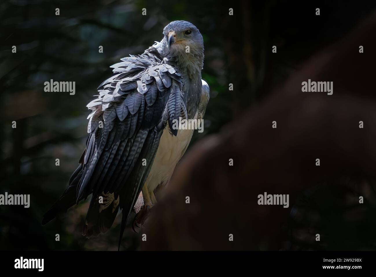 Bussardadler mit schwarzem Oberkörper (Geranoaetus melanoleucus) - Raubvogel Stockfoto