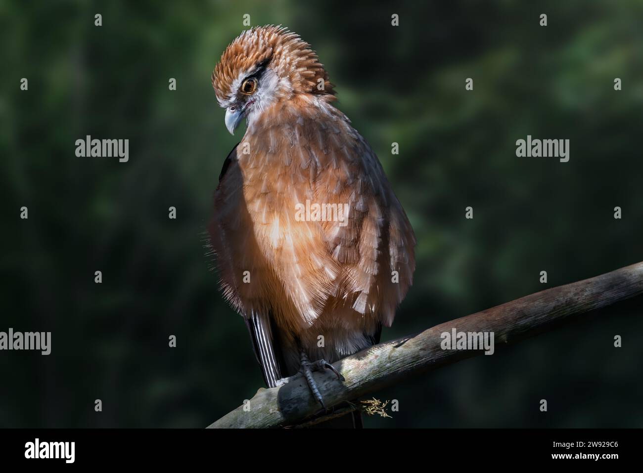 Gelbköpfige Caracara (Milvago chimachima) - Greifvogel Stockfoto