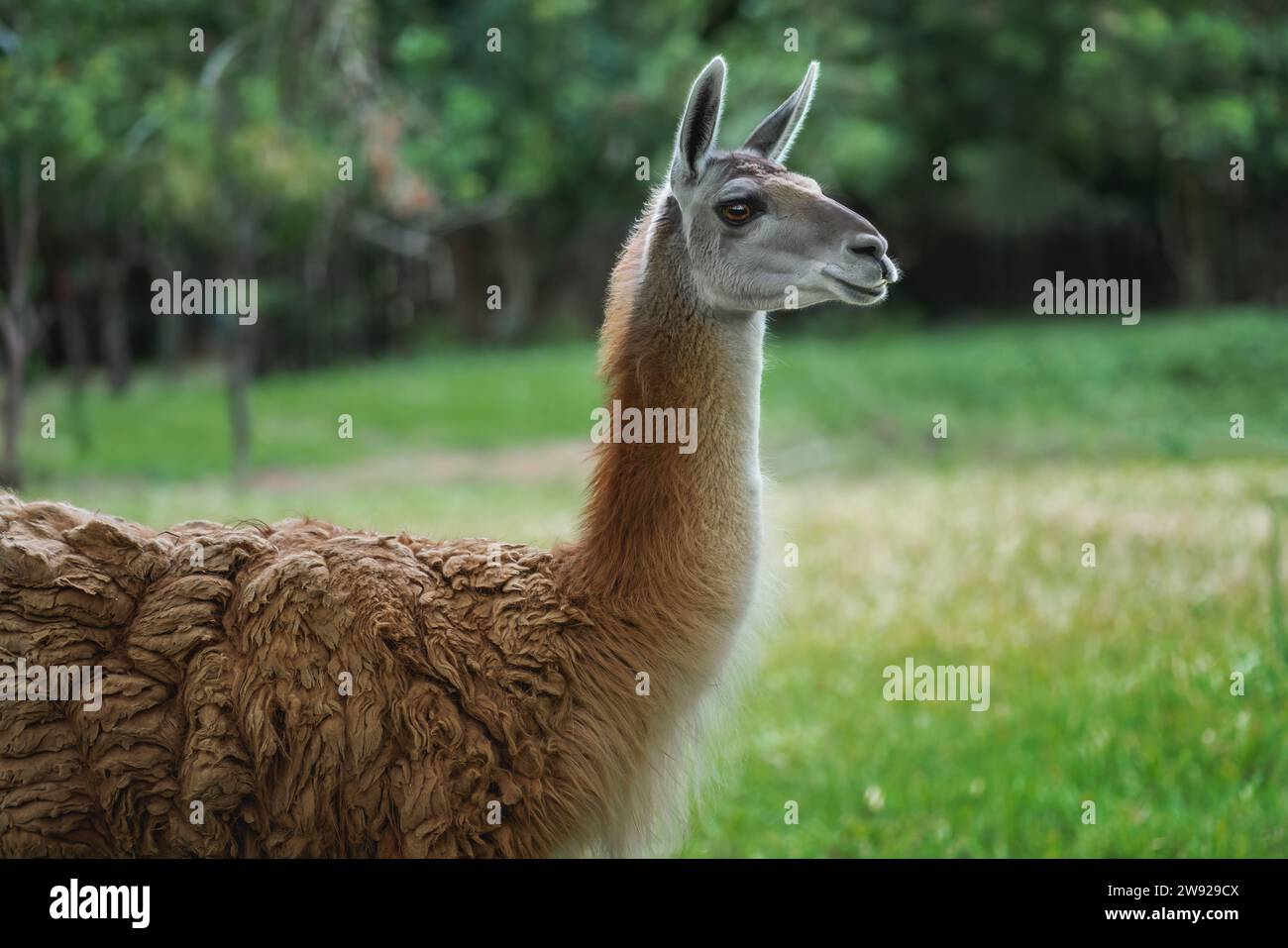 Guanaco (Lama guanicoe) - südamerikanisches Kamelid Stockfoto