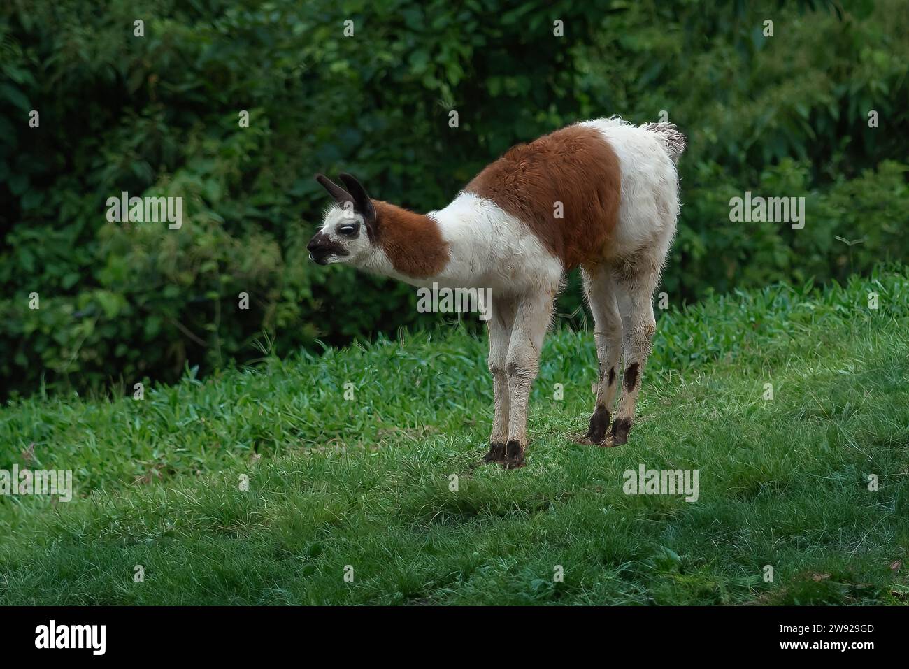 Junger Llama (Lama glama) - südamerikanisches Kamelid Stockfoto