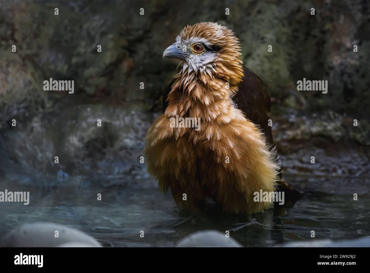 Baden mit gelbköpfigem Caracara (Milvago chimachima) Stockfoto