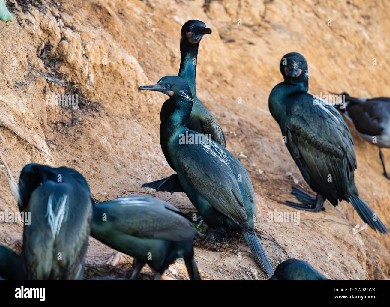 Brandt-Kormorane (Urile penicillatus), die auf Felsen ruhen. Kalifornien, USA. Stockfoto