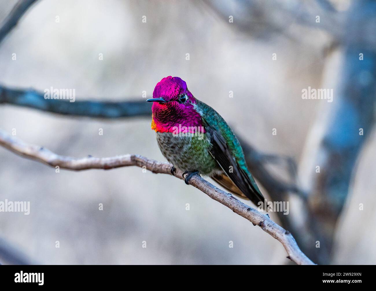 Ein männlicher Anna-Kolibri (Calypte anna) mit schillernden roten Kopffedern. Kalifornien, USA. Stockfoto