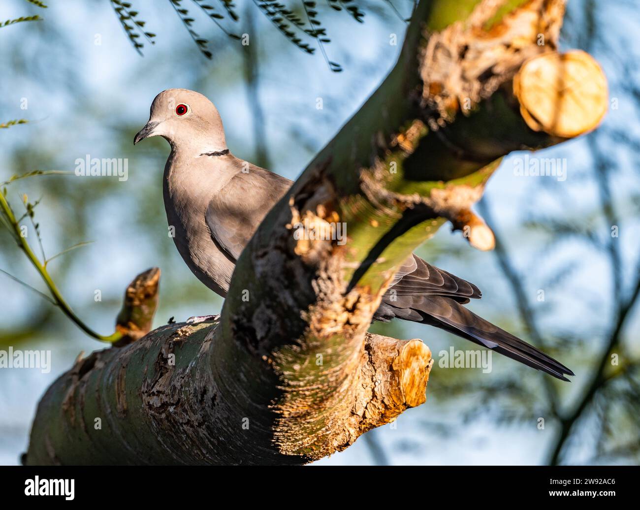 Eine eurasische Taube (Streptopelia Decocto), die in der Wüste Südkaliforniens, USA, beheimatet wurde. Stockfoto