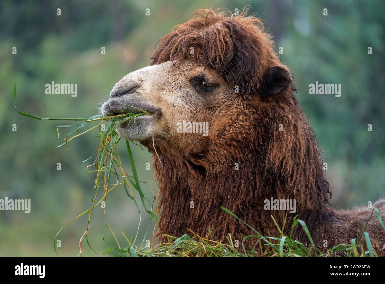 Baktrisches Kamel essen (Camelus bactrianus) Stockfoto