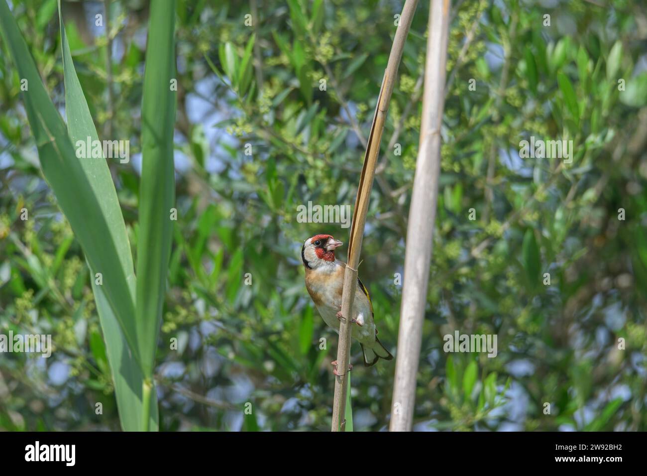 Porträt europäischer Goldfink (carduelis carduelis), Blick nach vorne Stockfoto