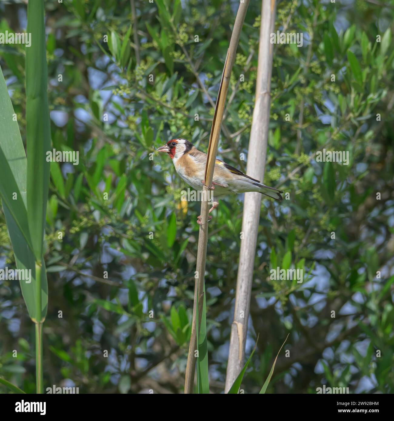 Porträt in der Paarungszeit europäischer Goldfink (carduelis carduelis), singend auf einem Zweig Stockfoto