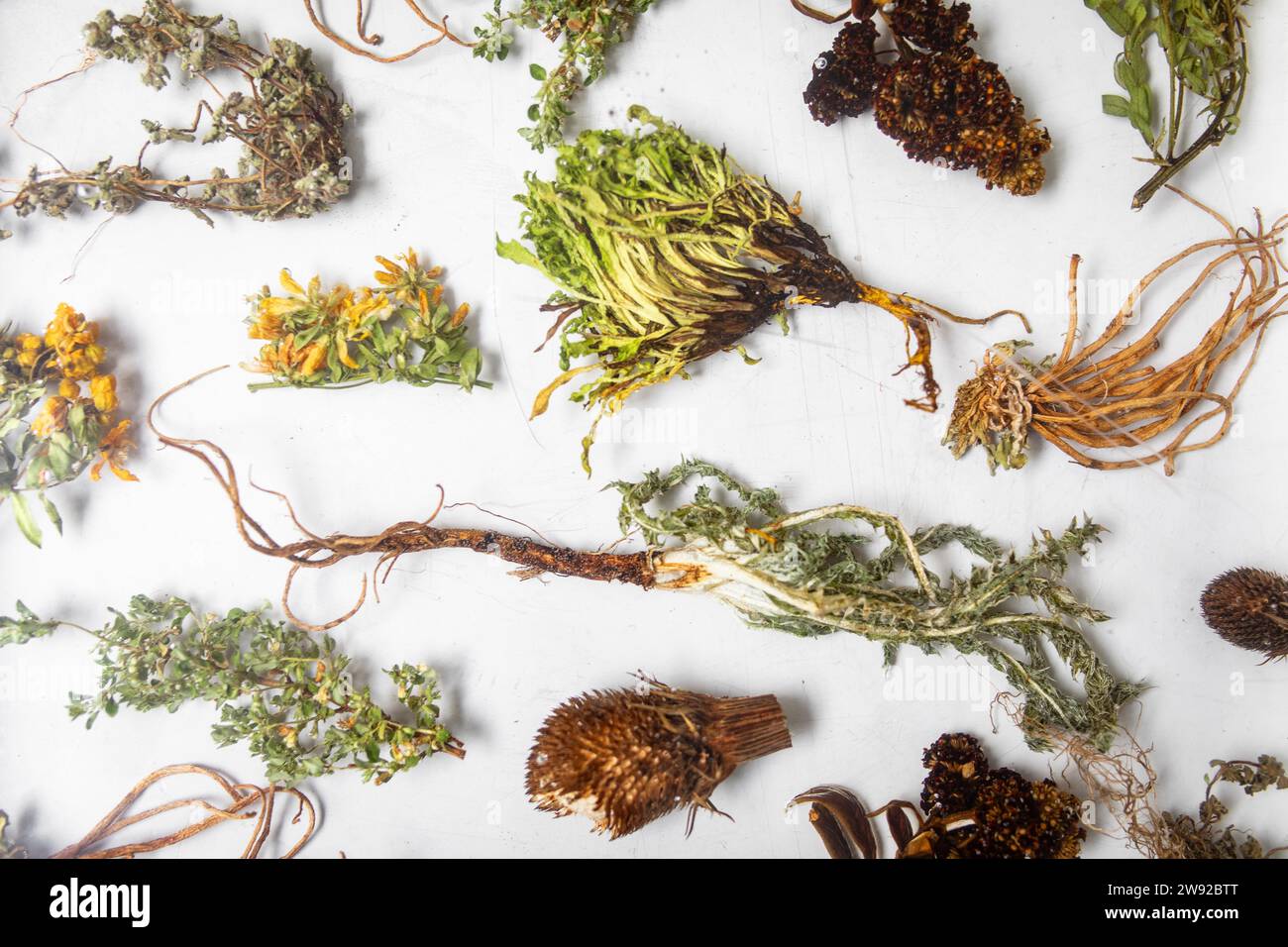 Wild Plants, Restaurante El Central, Lima, Peru Stockfoto