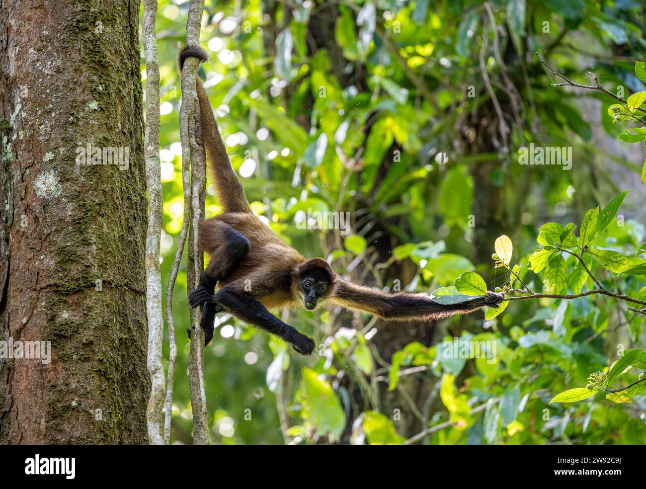 Geoffroys Spinnenaffen (Ateles geoffroyi) hängt in einem Baum und isst, Tortuguero Nationalpark, Karibikküste, Costa Rica Stockfoto