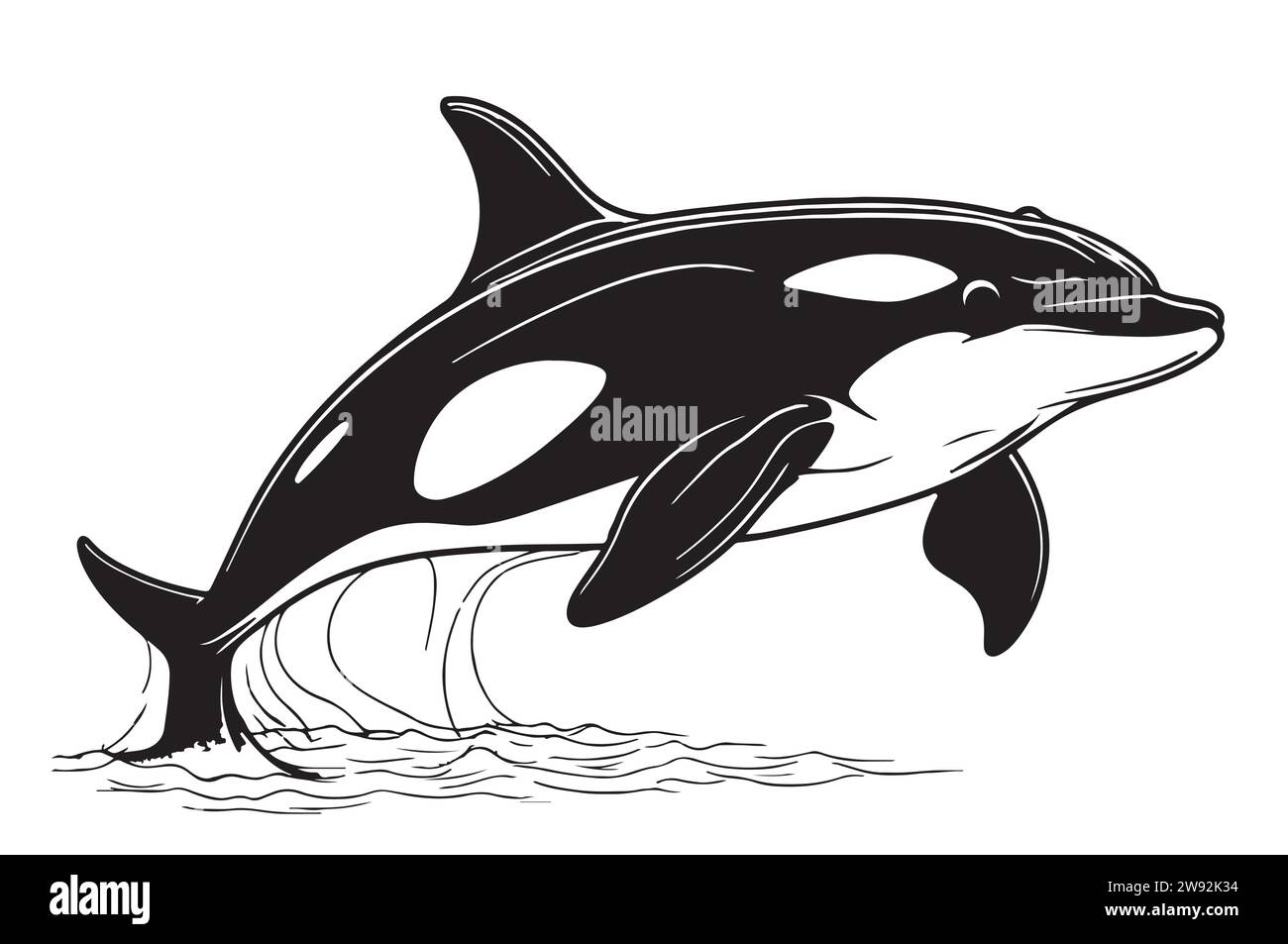 Killerwal, Meerestier, isolierte Skizze. Grampus-Vektor-Illustration. Orca- oder Zahnwal, Meeresräuber, die mit gebogenem Schwanz aus dem Wasser springen. Für Logo, Grußkarte und Design. Stock Vektor