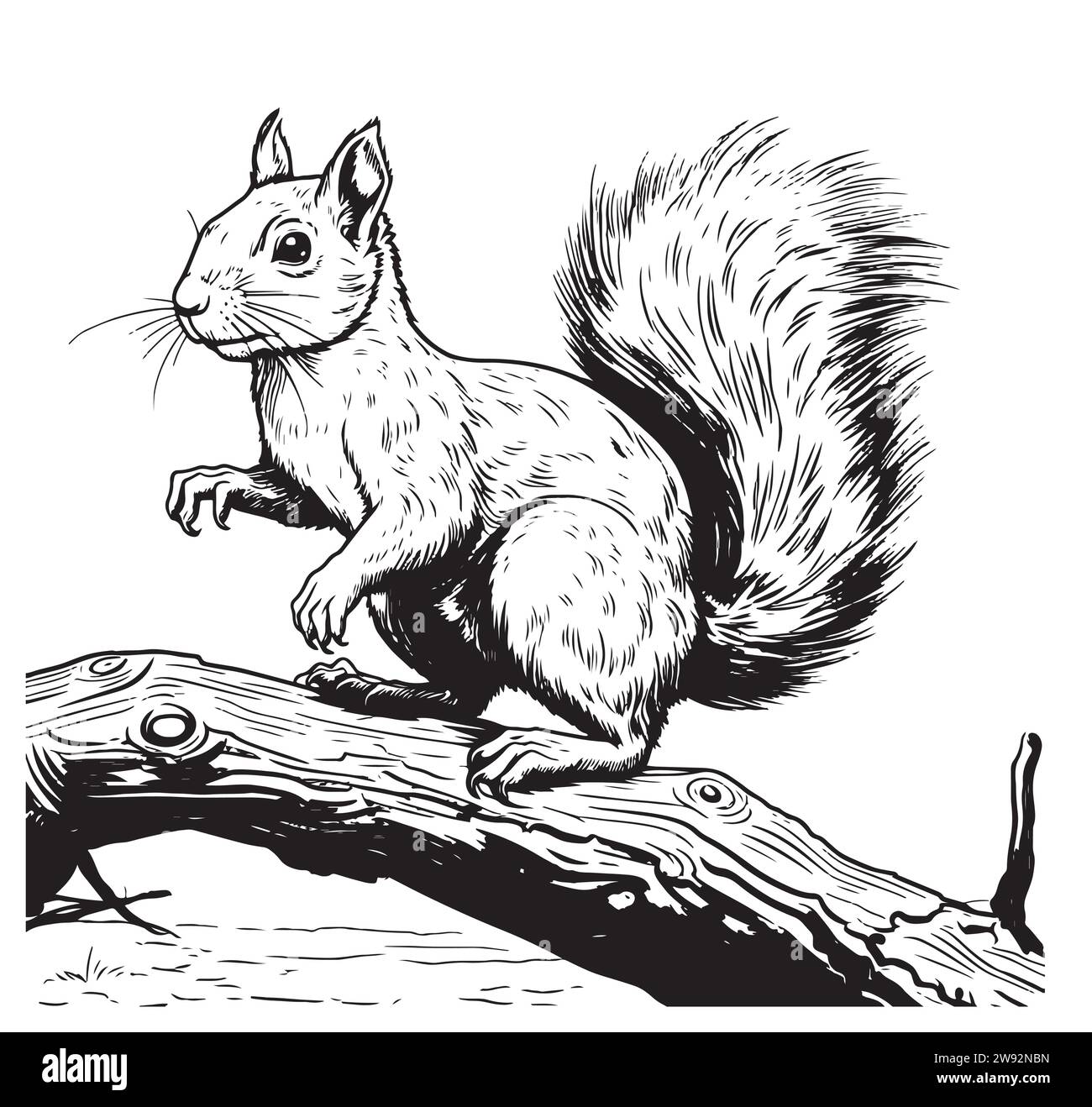 Hand gezeichnet Gravurstift und Tinte nettes Eichhörnchen auf Baum Vintage Vektor Illustration Stock Vektor