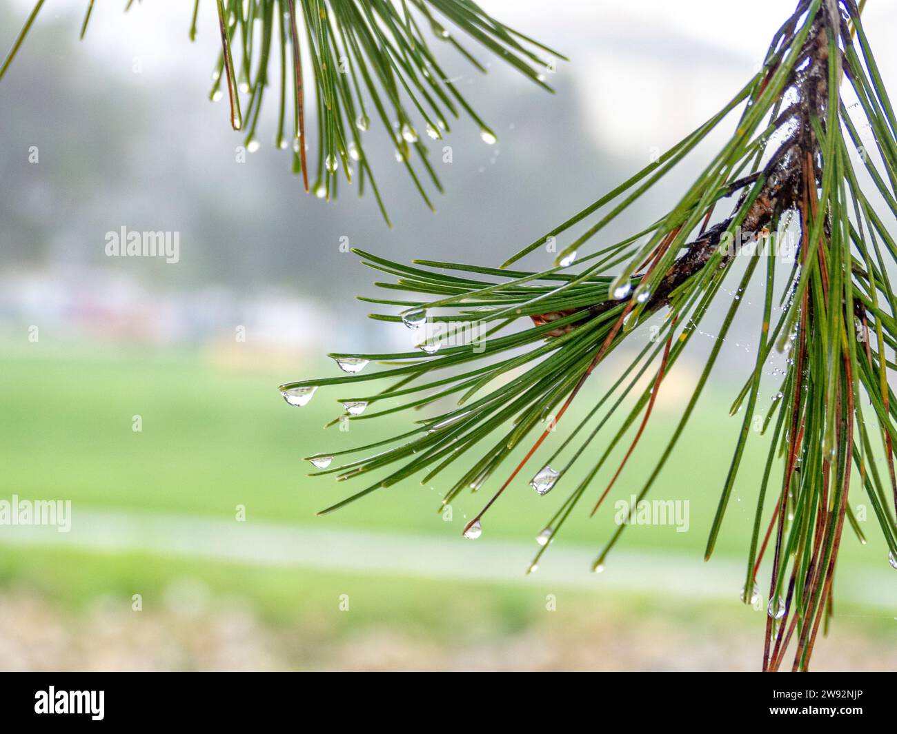 Tauwassertropfen auf den Spitzen von Kiefernblättern mit verschwommenem Hintergrund der Stadtumgebung. Stockfoto